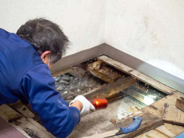 Best Office Mold Removal Services  in Nicholson, MS