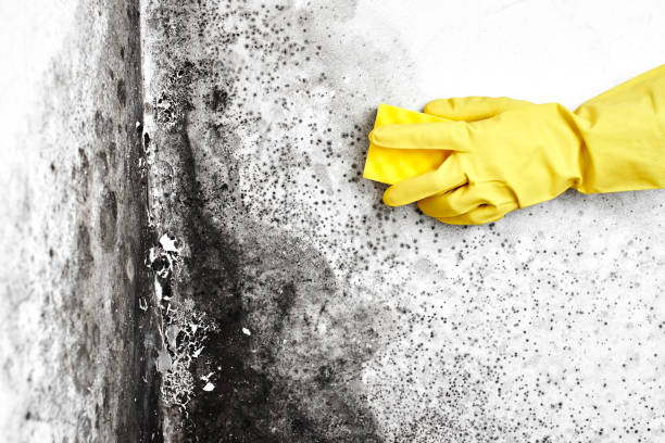 Best Local Mold Removal Service  in Nicholson, MS