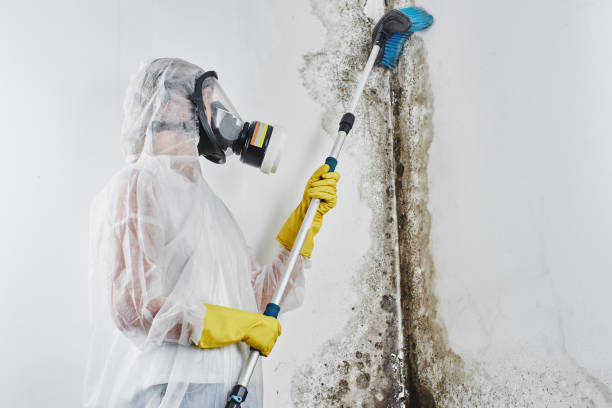 Mold Removal Process in Nicholson, MS