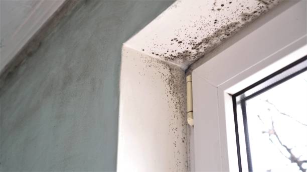 Best Attic Mold Removal  in Nicholson, MS