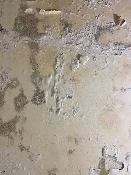 Office Mold Removal Services in Nicholson, MS