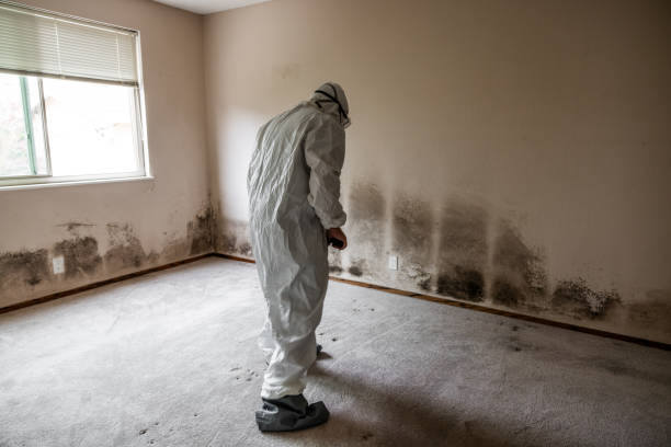Best Mold Cleaning Services  in Nicholson, MS