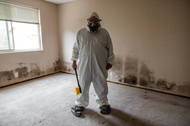 Best Mold Removal Process  in Nicholson, MS