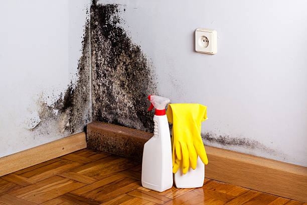 Best Certified Mold Removal  in Nicholson, MS