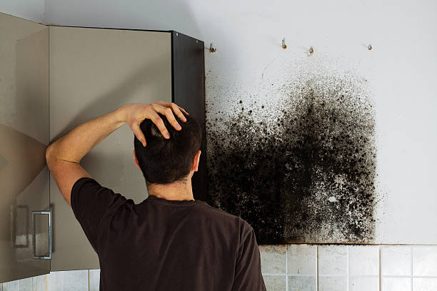 Mold Removal and Inspection in Nicholson, MS