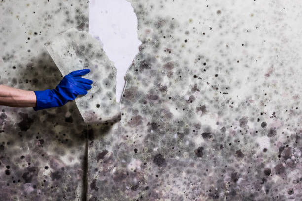 Best Best Mold Removal Companies  in Nicholson, MS